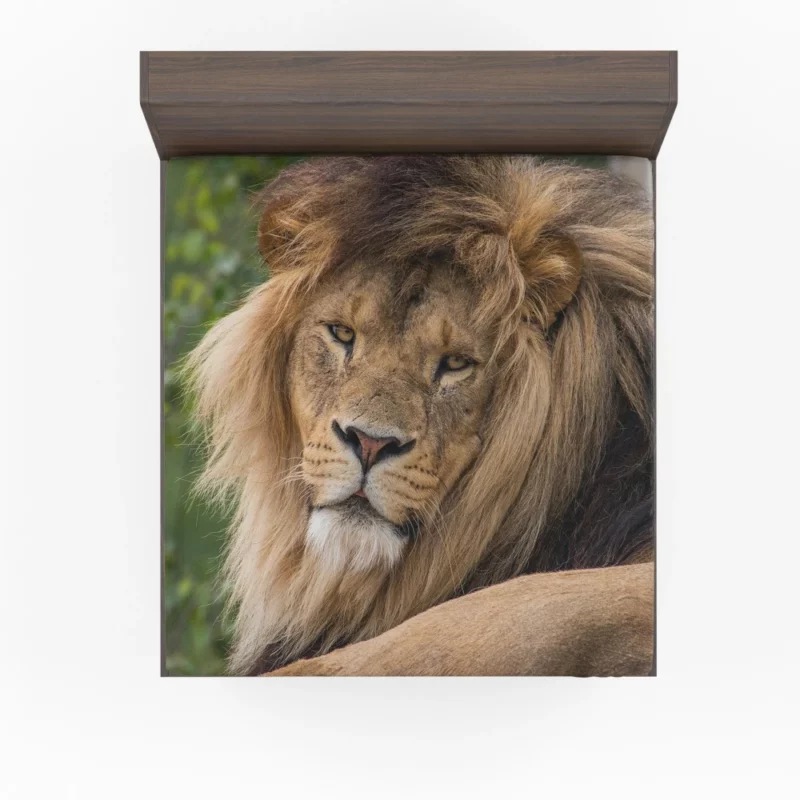 Lion Majestic Stare Black & White Serenity Fitted Sheet 1