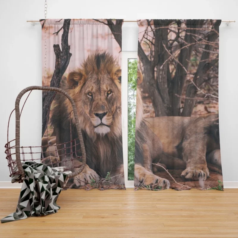 Lion Majestic Stare Regal Dominance Curtain