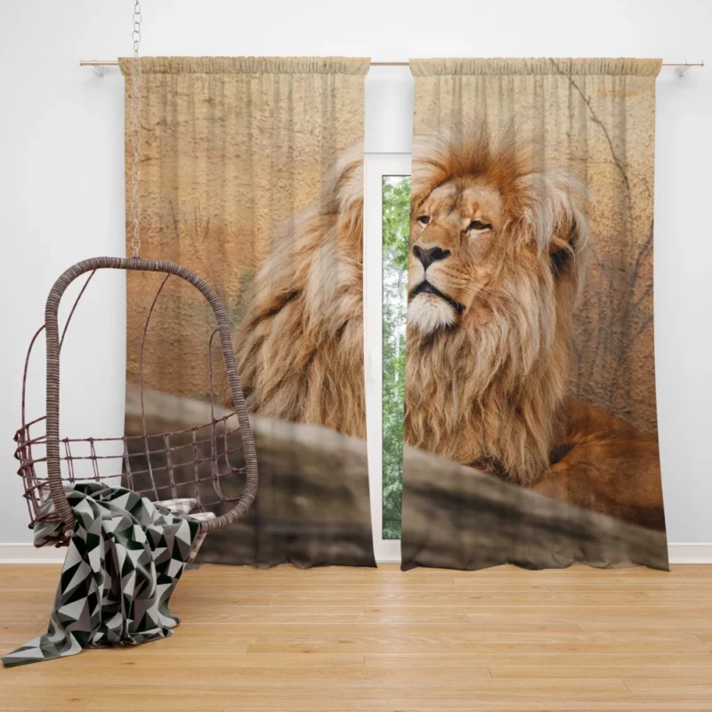 Lion Majesty Curtain