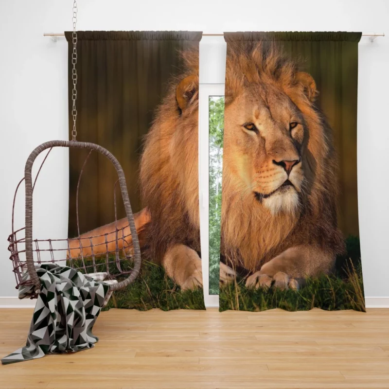 Lion Majesty Regal Essence Curtain