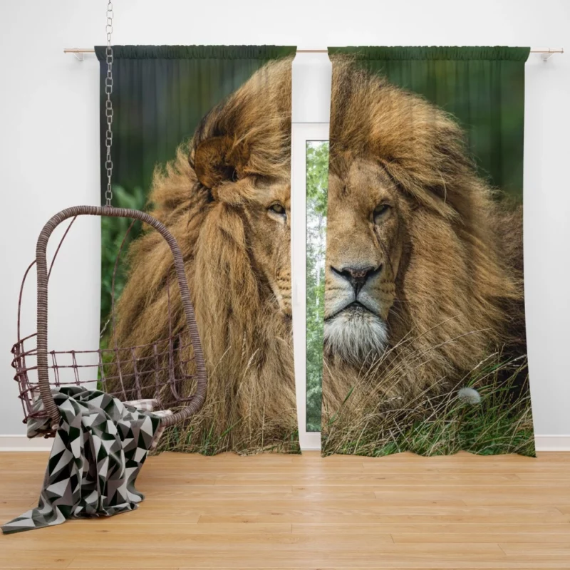 Lion Migratory Curtain