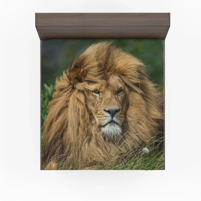 Lion Migratory Fitted Sheet 1