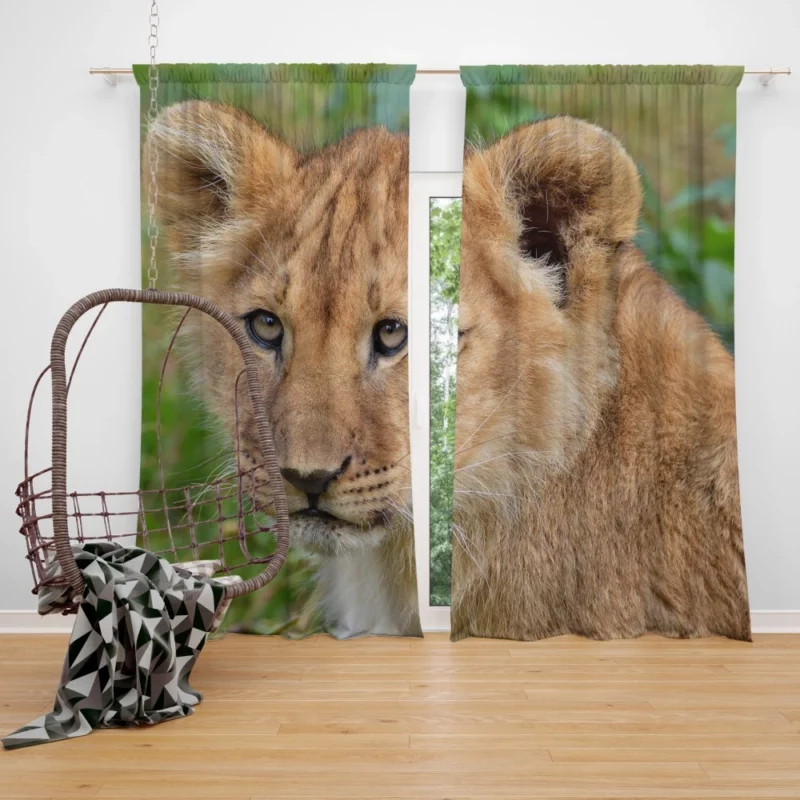 Lion Nocturnal Curtain