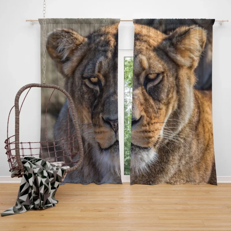 Lion Nomadic Curtain