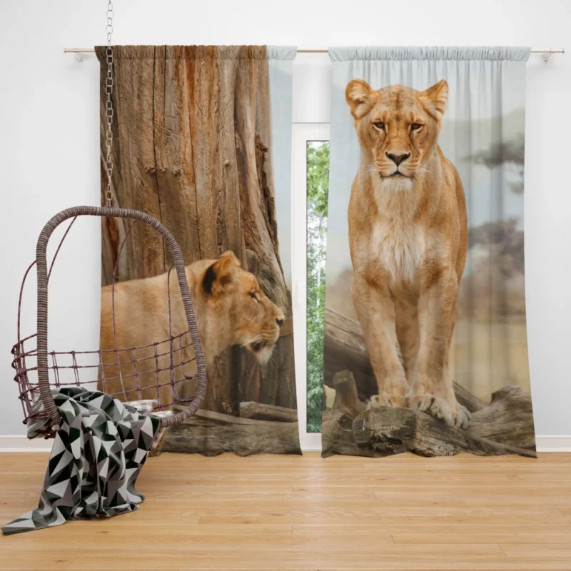 Lion Regal Gaze Wilderness Majesty Curtain