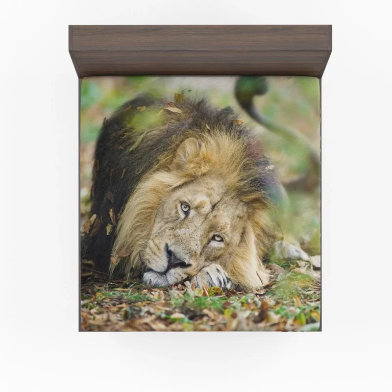 Lion Regal Presence Fitted Sheet 1