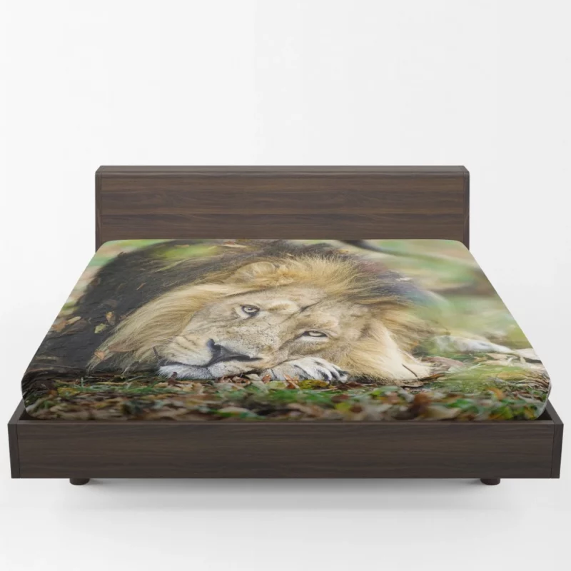 Lion Regal Presence Fitted Sheet