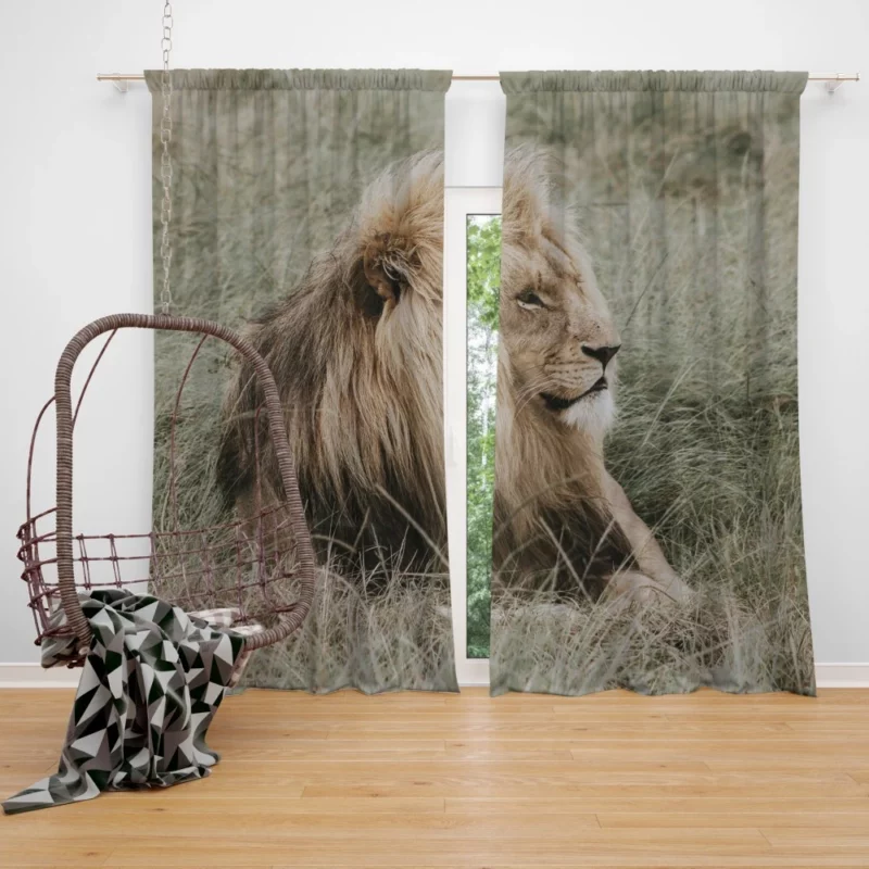 Lion Regal Presence Grassland Majesty Curtain