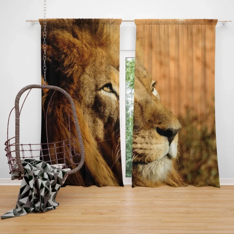 Lion Regal Presence Majesty Unleashed Curtain