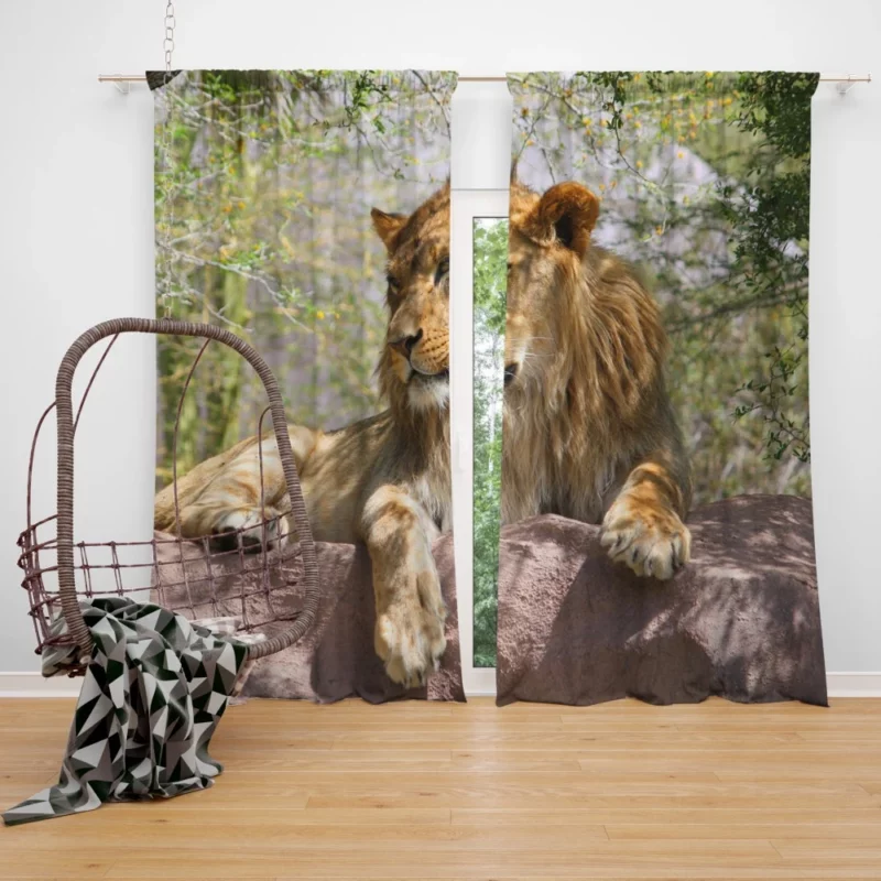 Lion Regal Presence Majesty Unveiled Curtain