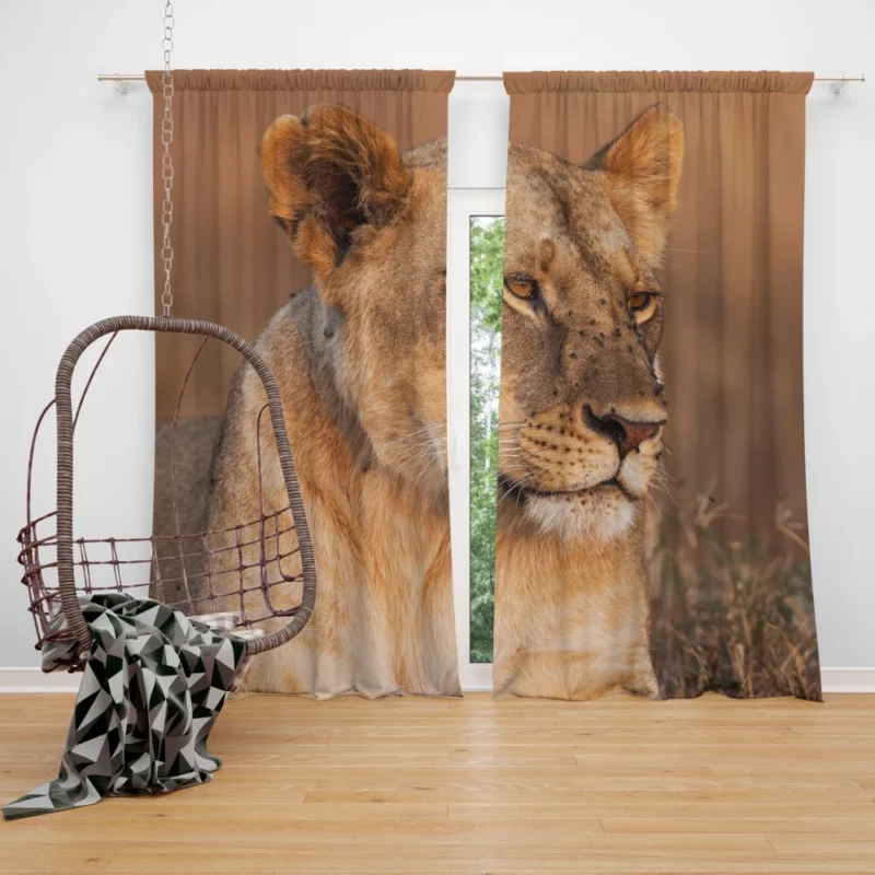 Lion Regal Presence Wilderness Majesty Curtain