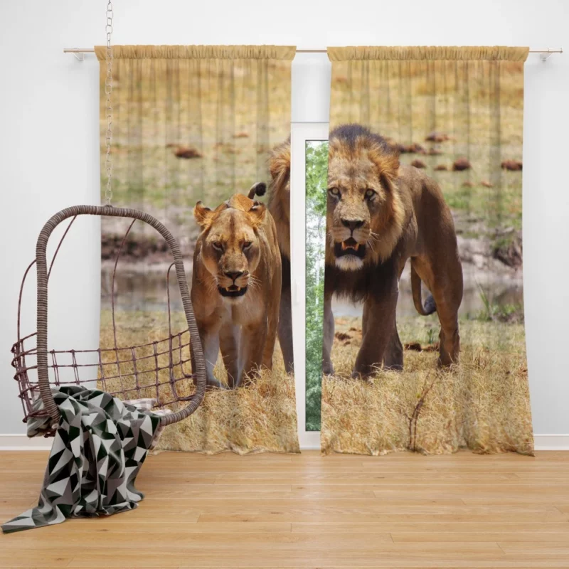 Lion Regal Stance Kingly Authority Curtain