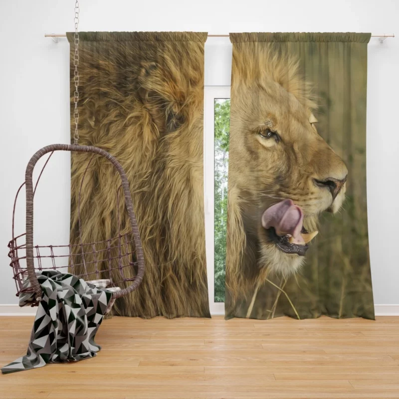 Lion Regal Stance Wilderness Dominance Curtain