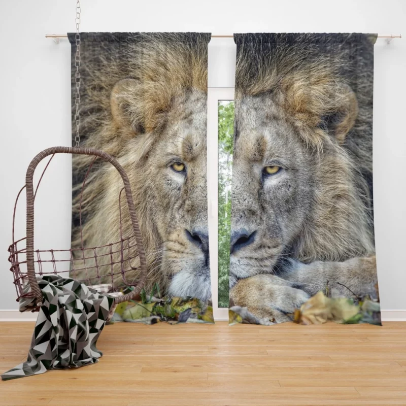 Lion Rest Regal Serenity Curtain