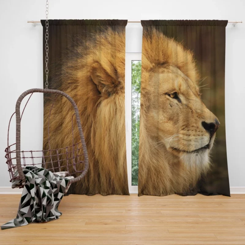 Lion Roar Majestic Anthem Curtain