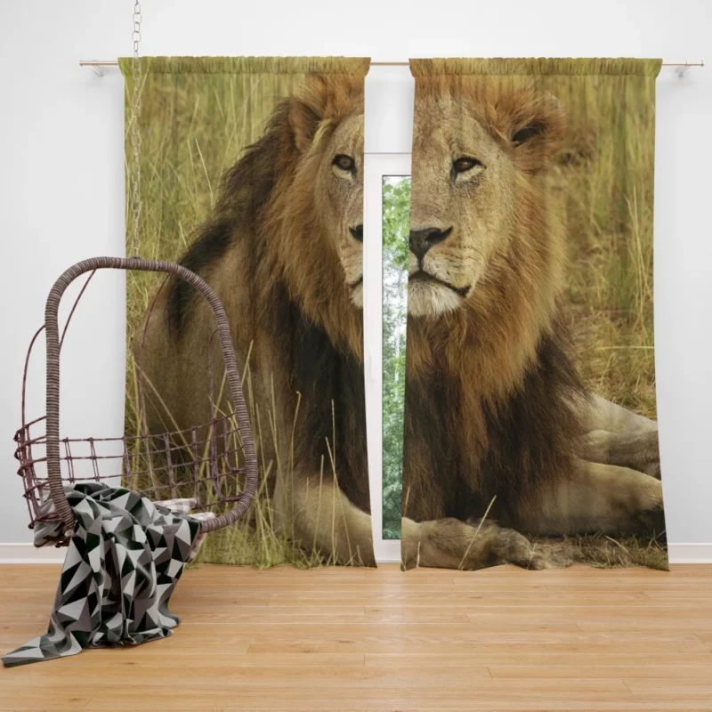 Lion Roar Monarch of the Wilderness Curtain