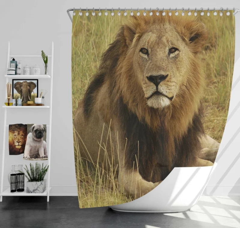 Lion Roar Monarch of the Wilderness Shower Curtain