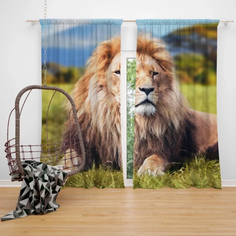 Lion Sentinel Watchful Wilderness Guardian Curtain