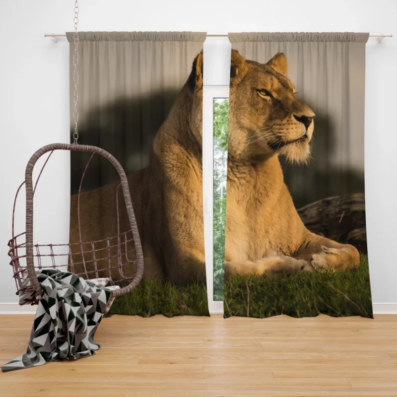 Lion Solitary Curtain