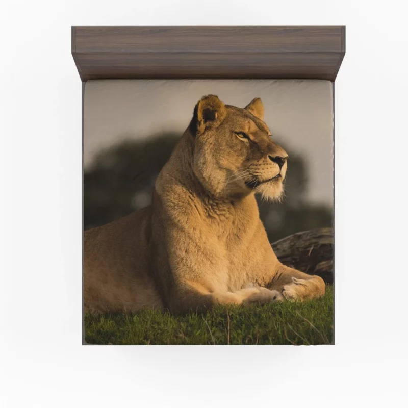 Lion Solitary Fitted Sheet 1