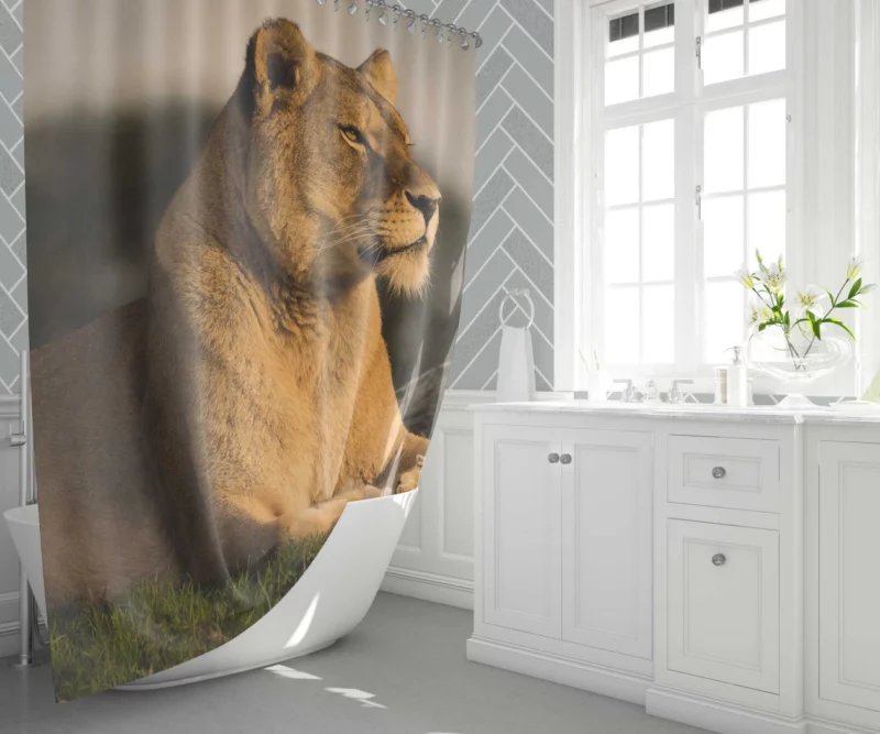 Lion Solitary Shower Curtain 1