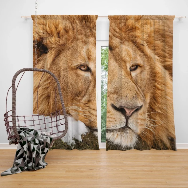 Lion Tenacious Curtain