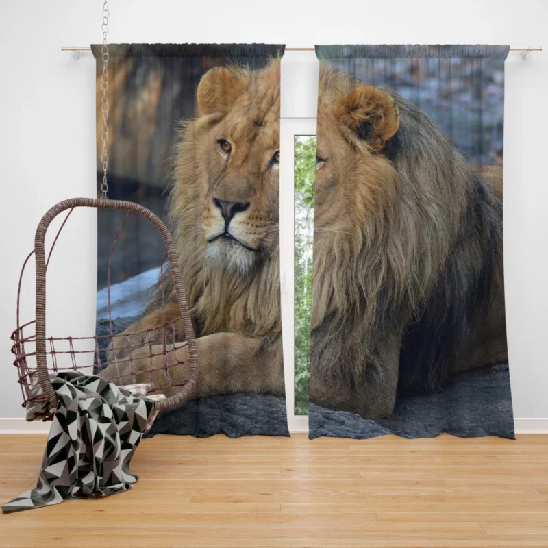 Lion Unrestrained Curtain