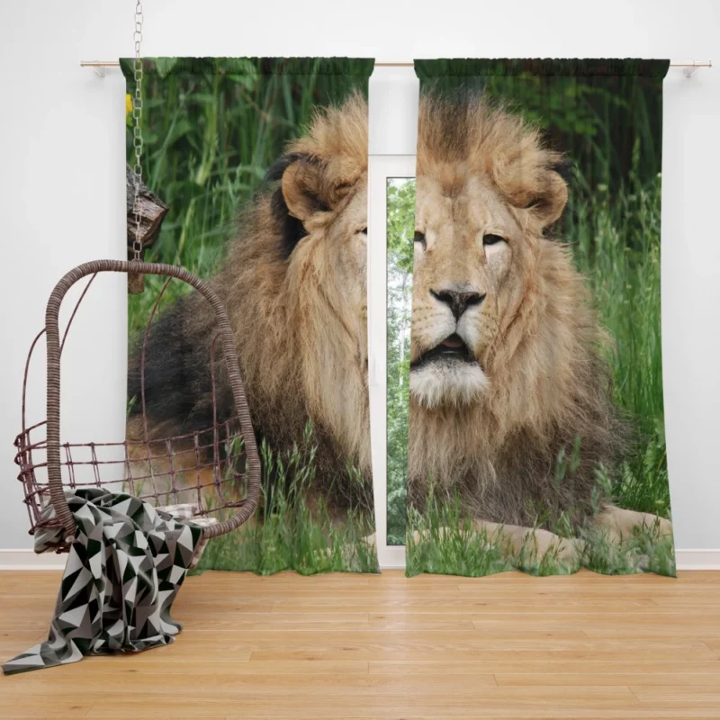 Lion in Grasslands Curtain