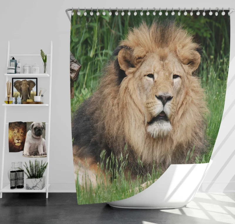 Lion in Grasslands Shower Curtain