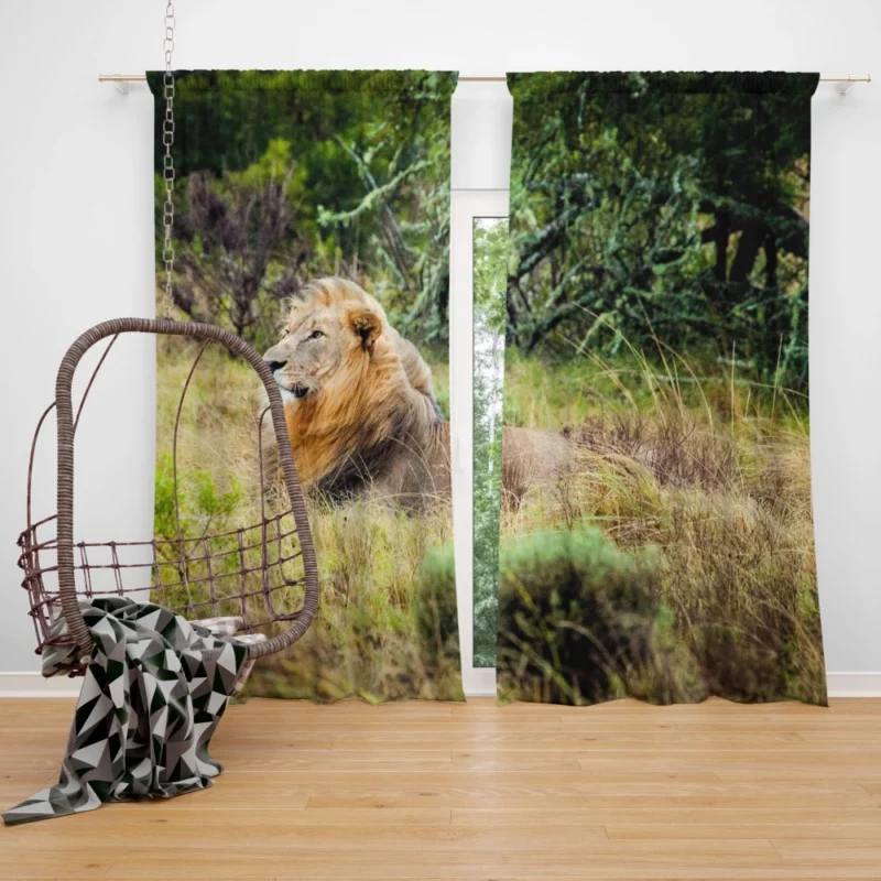 Lion in Natural Habitat Curtain