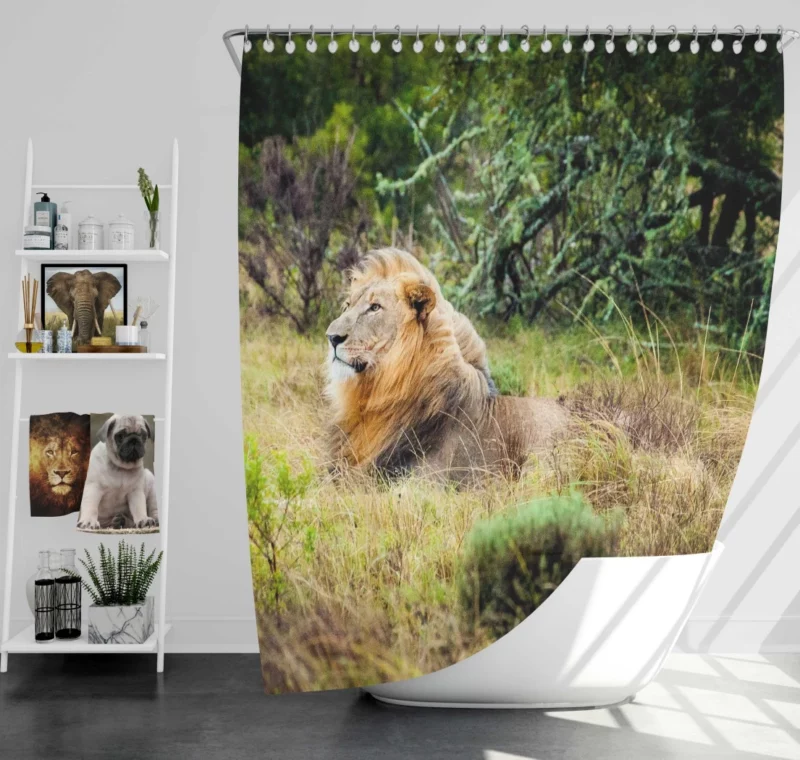 Lion in Natural Habitat Shower Curtain