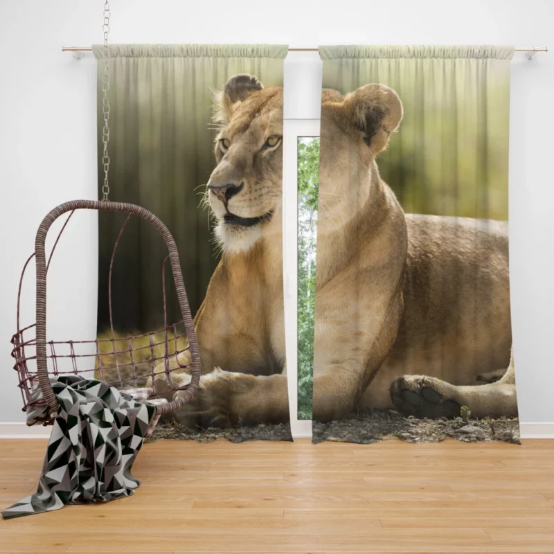 Lioness Grace Regal Wilderness Beauty Curtain