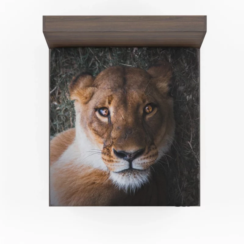 Lioness Intense Gaze Up Close Fitted Sheet 1