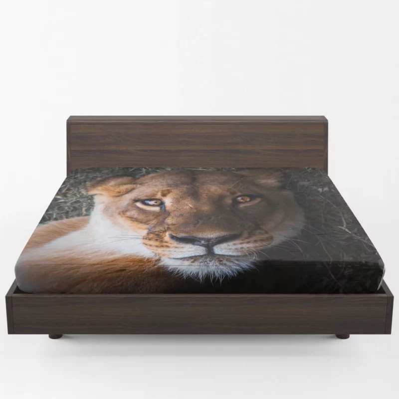 Lioness Intense Gaze Up Close Fitted Sheet