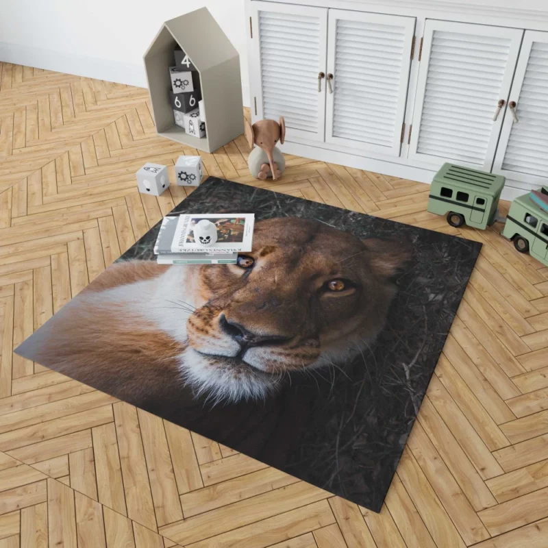 Lioness Intense Gaze Up Close Rug 1