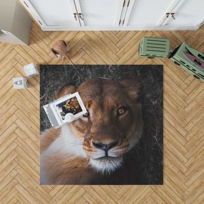 Lioness Intense Gaze Up Close Rug