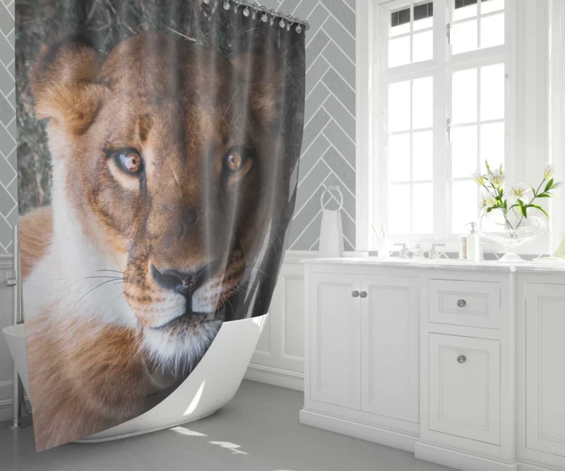 Lioness Intense Gaze Up Close Shower Curtain 1