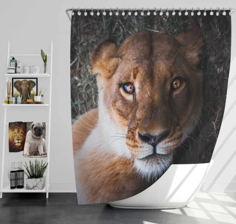 Lioness Intense Gaze Up Close Shower Curtain