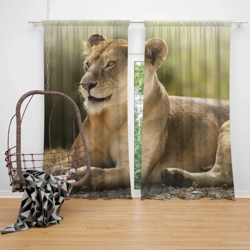 Lioness in the Wild African Essence Curtain