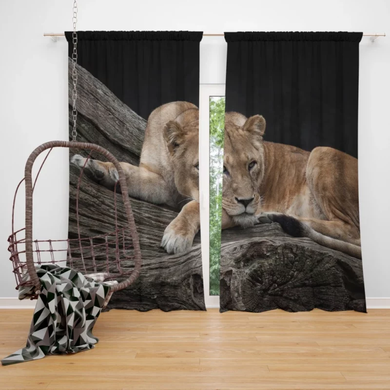 Lioness on Log Nature Majesty Curtain