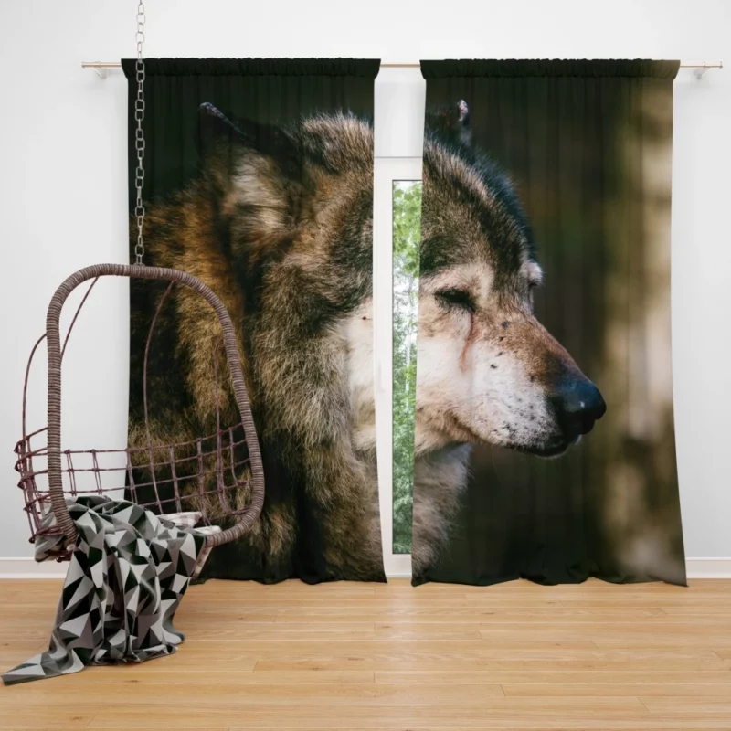 Lone Wolf Gaze Enigmatic Wilderness Curtain