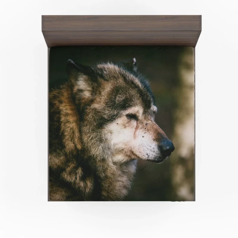 Lone Wolf Gaze Enigmatic Wilderness Fitted Sheet 1