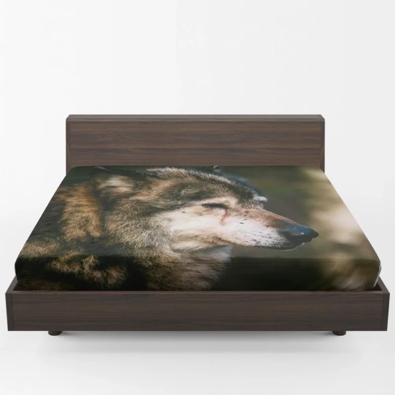 Lone Wolf Gaze Enigmatic Wilderness Fitted Sheet