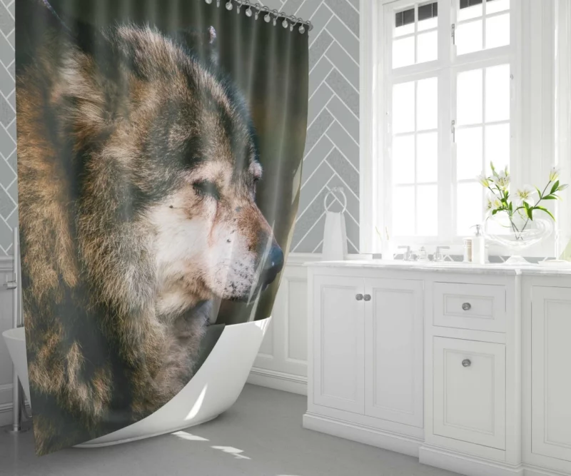 Lone Wolf Gaze Enigmatic Wilderness Shower Curtain 1