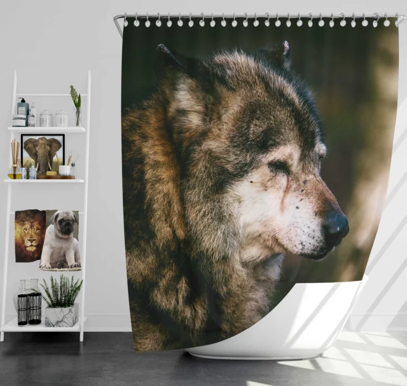 Lone Wolf Gaze Enigmatic Wilderness Shower Curtain