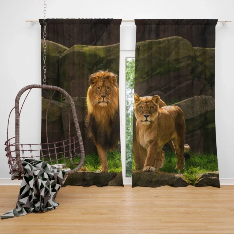 Loving Lion Pair Regal Bond Curtain