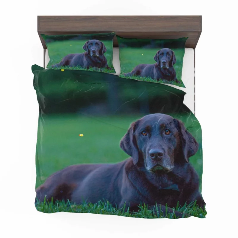 Loyal Labrador Companion Bedding Set 1