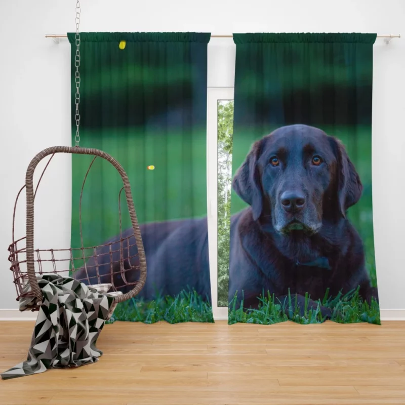 Loyal Labrador Companion Curtain