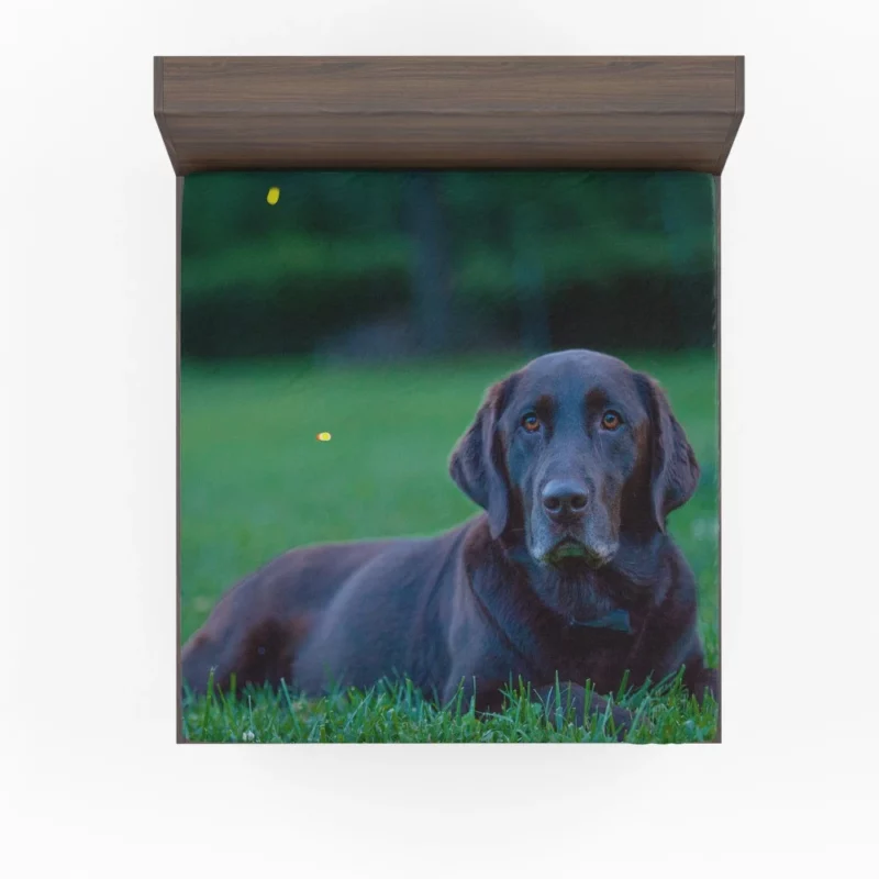 Loyal Labrador Companion Fitted Sheet 1