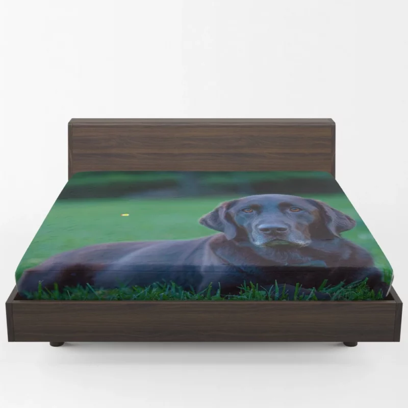 Loyal Labrador Companion Fitted Sheet